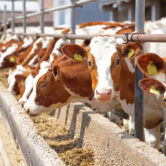 Dairy farm, simmental cattle, feeding cows on farm