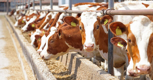 Dairy farm, simmental cattle, feeding cows on farm
